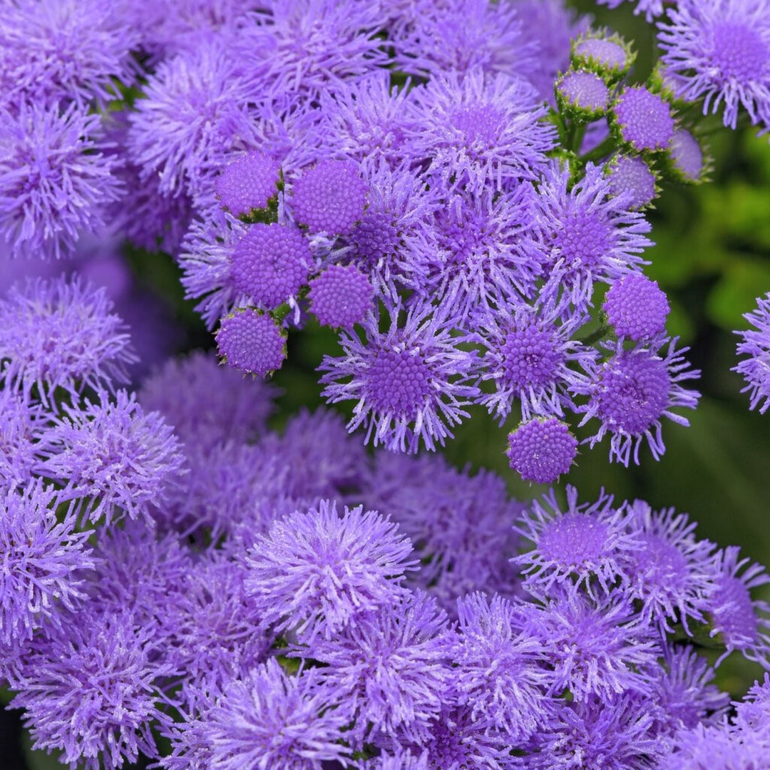 Ageratum