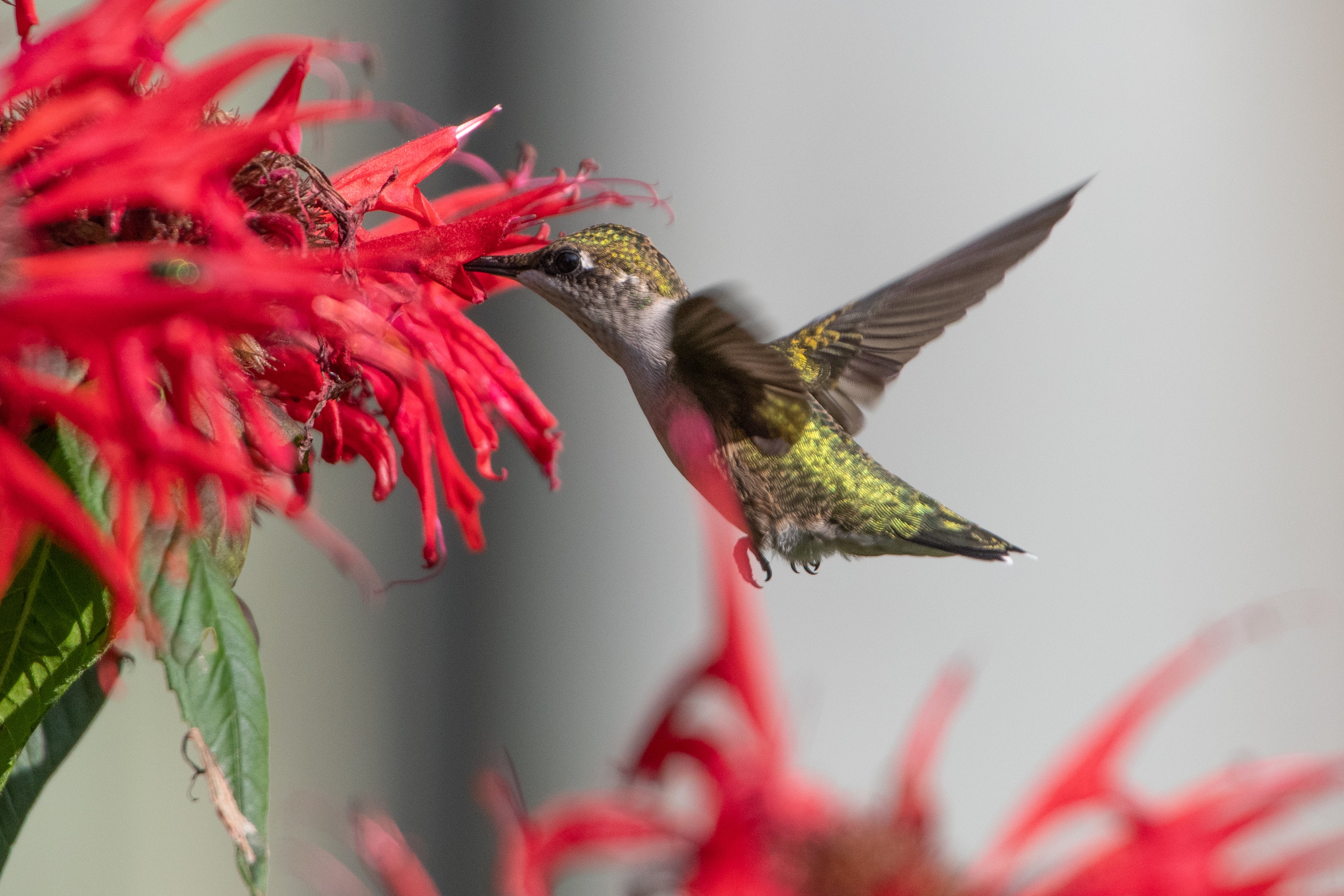 hummingbird and bee balm
