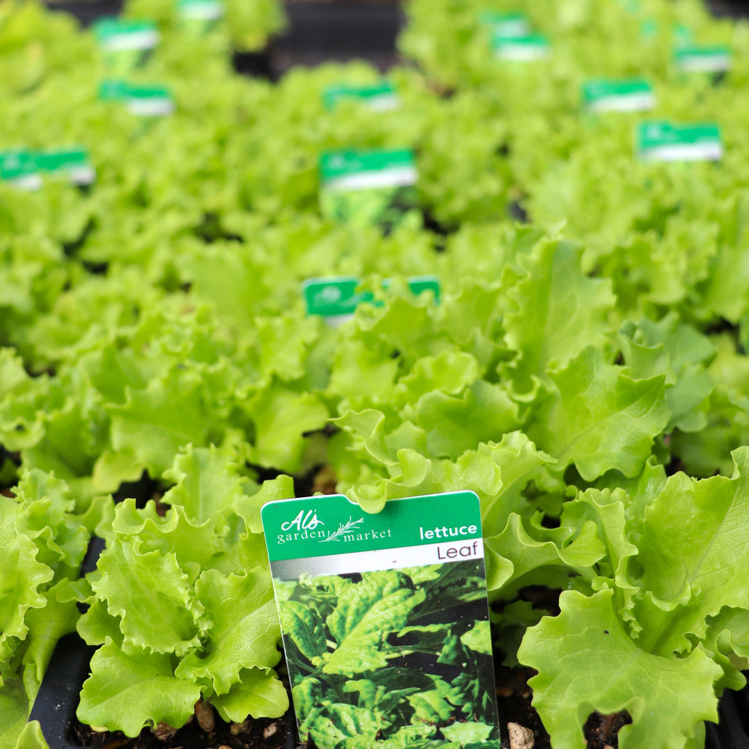Lettuce