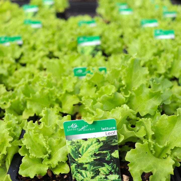 Lettuce