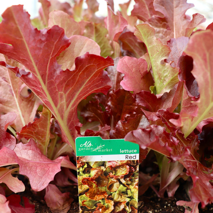 Lettuce