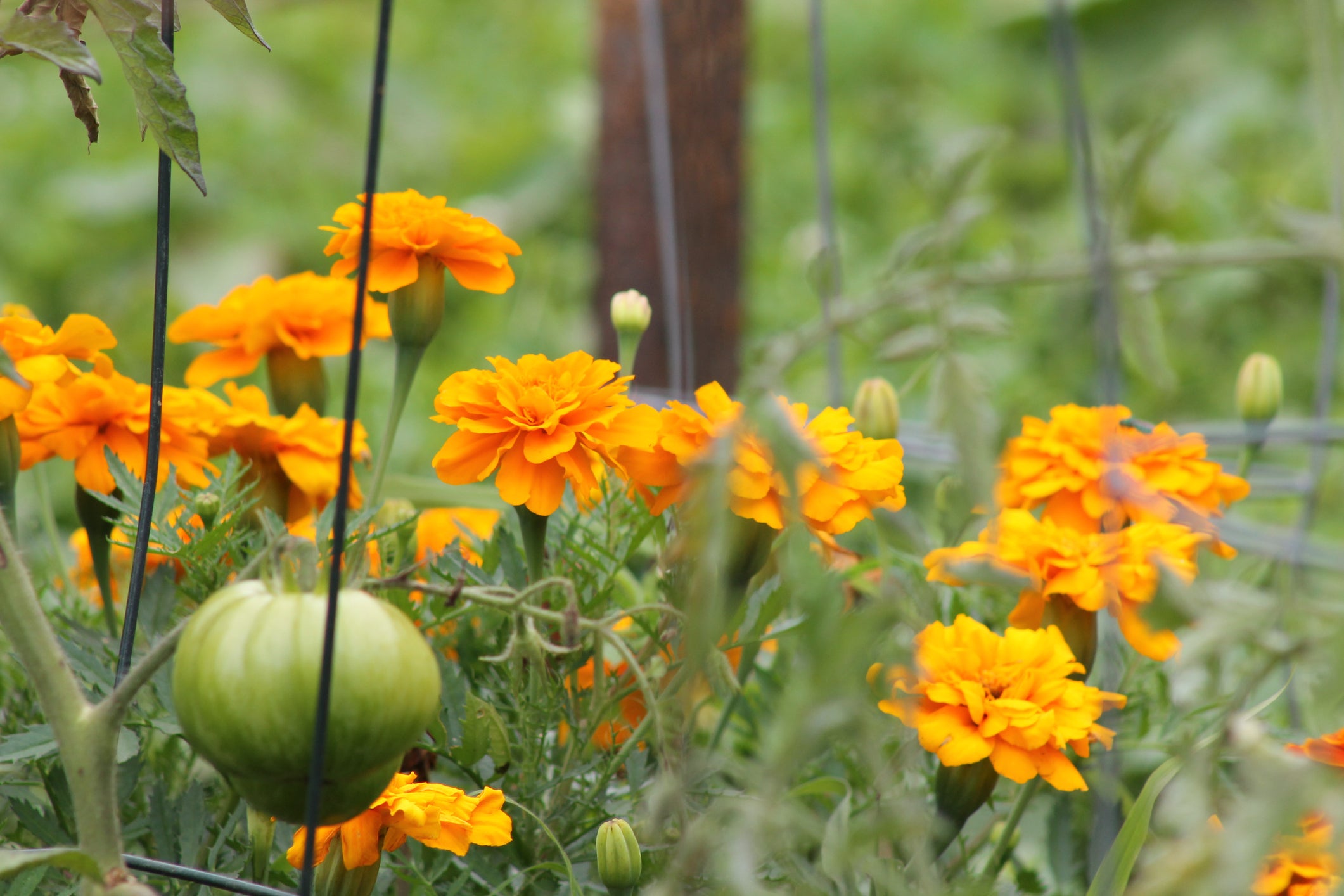 companion planting marigold and tomato