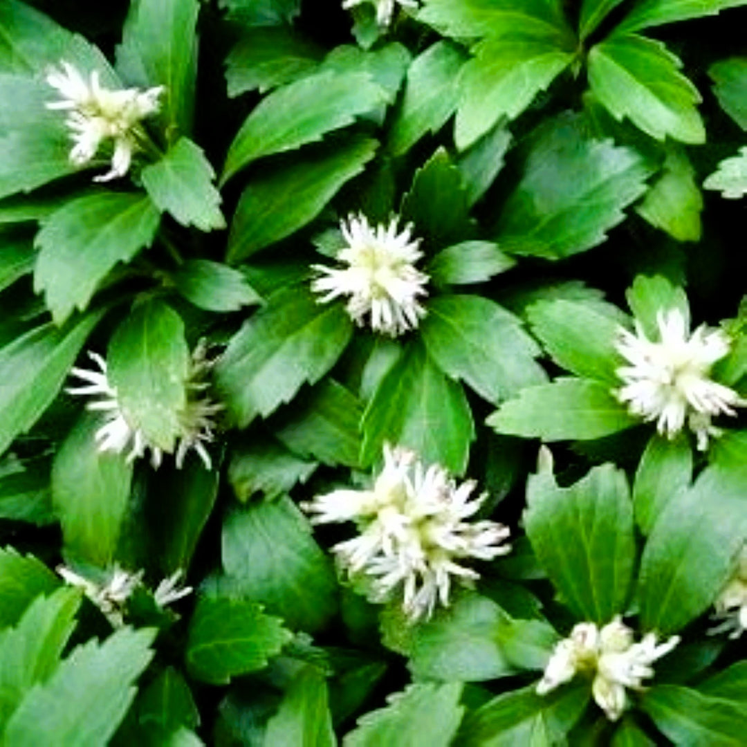 Japanese Spurge