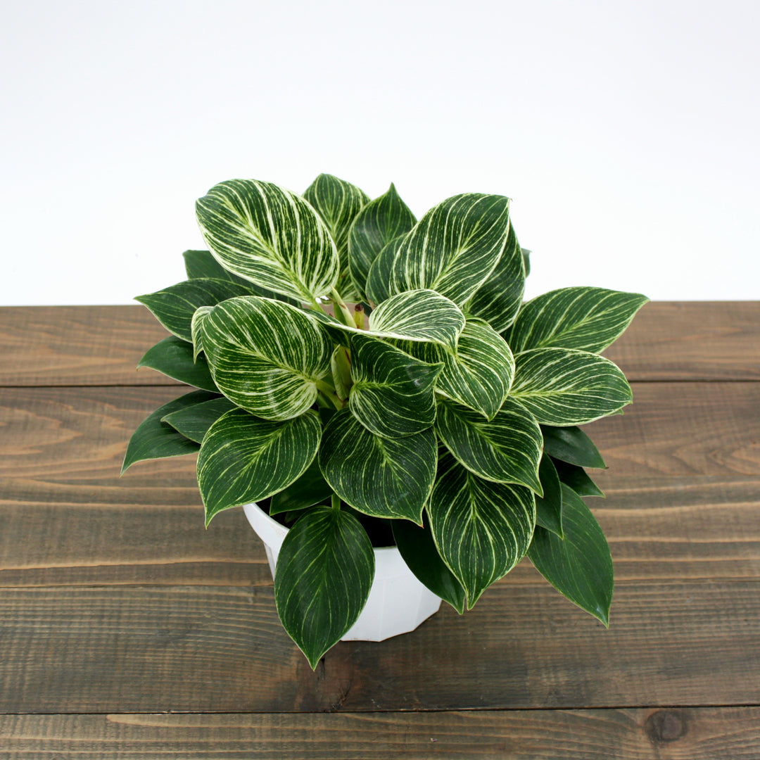 Mainland Floral generic Birkin Philodendron (Philodendron hybrid), 4 Inch houseplant