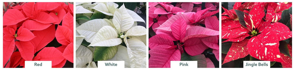 Variety of Poinsettas at Al's Garden and Home in Portland, OR