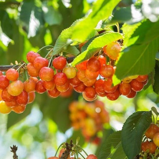 Al's Garden & Home 'Rainier' Semi-Dwarf Cherry (Prunus avium), 7 Gallon edible tree