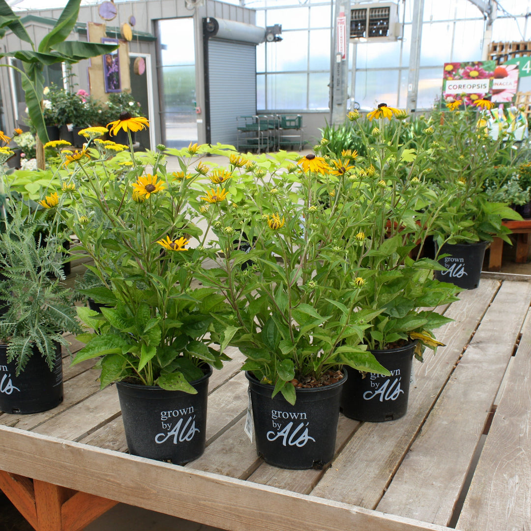 Al's Garden & Home 'Goldsturm' Hardy Black Eyed Susan (Rudbeckia), 1 Gallon perennial