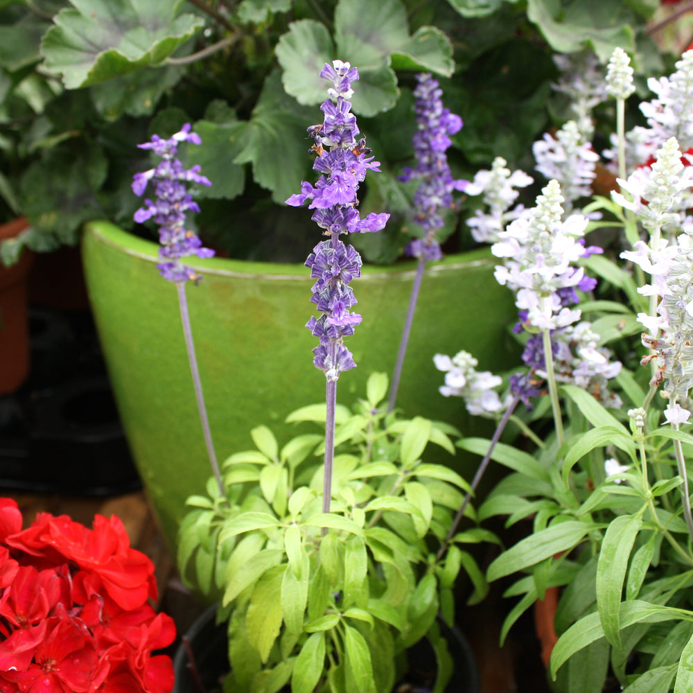 Al's Garden & Home 'Farina Blue' Salvia, 1 Gallon edible herb annual