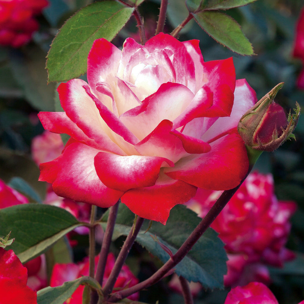 Al's Garden and Home 'Candy Cane Cocktail' Floribunda Star Rose shrub
