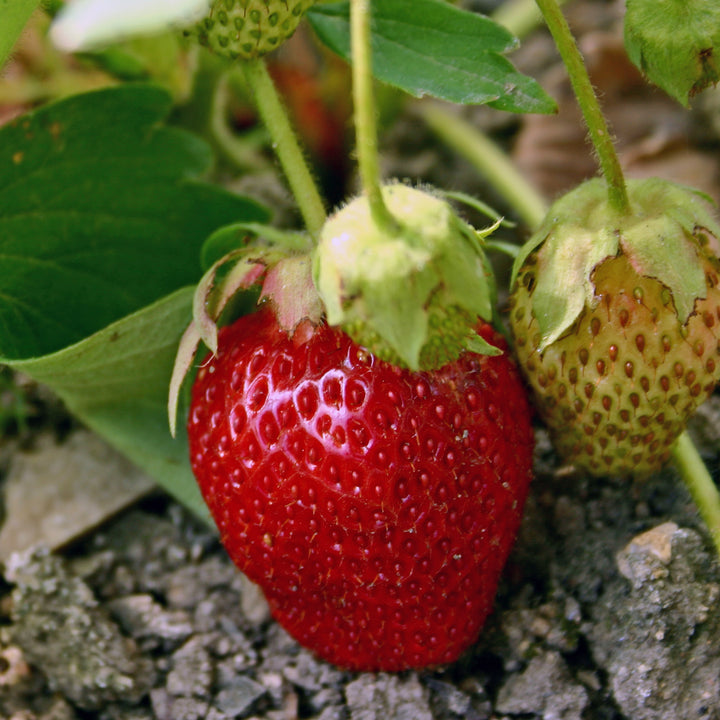 Al's Garden and Home 4 inch strawberry edible